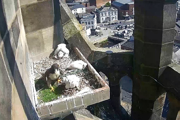 The three peregrine falcon chicks, pictured earlier this year