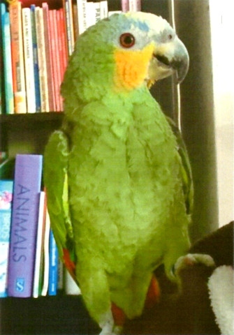 Molly the parrot