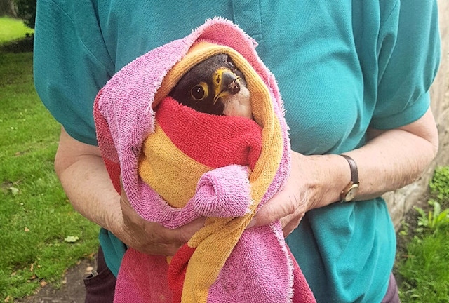 The peregrine was discovered injured in Broadfield Park and swiftly rescued