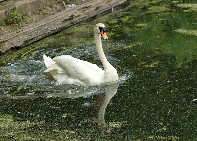 The swan has been returned to Queen's Park