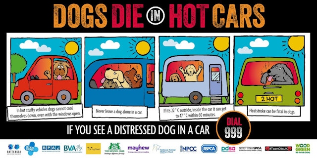 Dog in a hot car