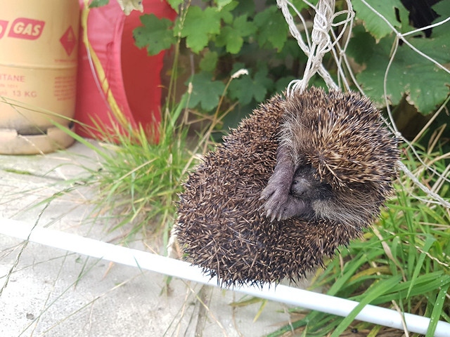 Across 2018, an average of 5.7 hedgehogs per day were admitted to one of the charity’s four specialist wildlife centres