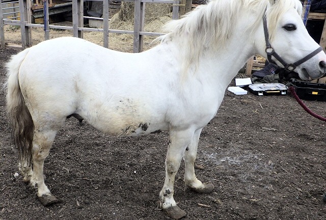 One of the horses found crippled at the stables off Duchess Street in Oldham