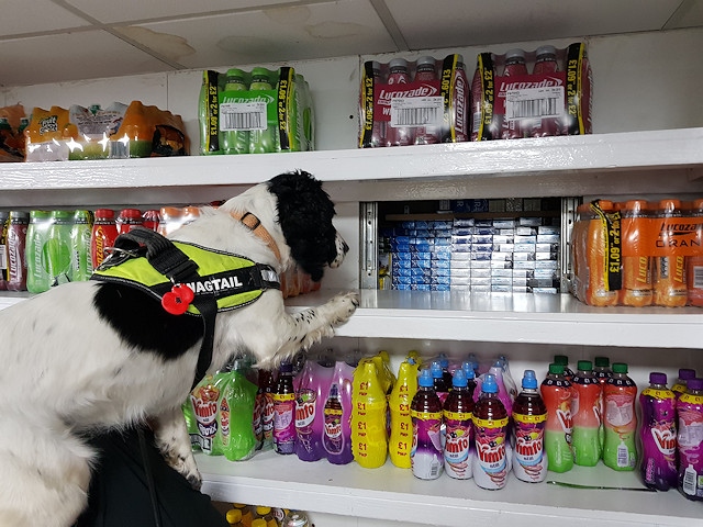 Wagtail dog Pippa finding the stash