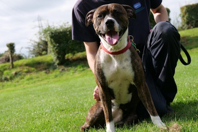 Pure-breed and crossbreed staffies (pictured) are still the most common dog to come into the care of the RSPCA