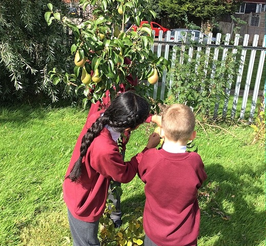 The children grow fruit trees in the grounds of Kentmere Academy and Nursery