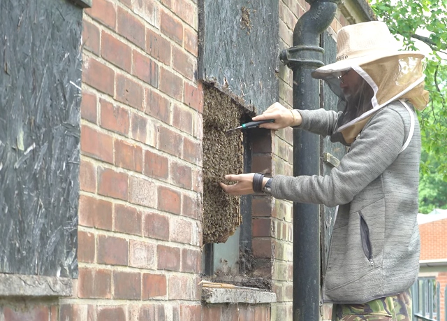 Removing the bees