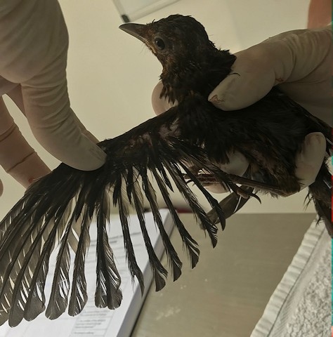 145 birds at Greenmount were found to be in a suffering state