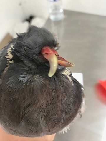 One pigeon had a deformed beak which meant it was unable to feed himself