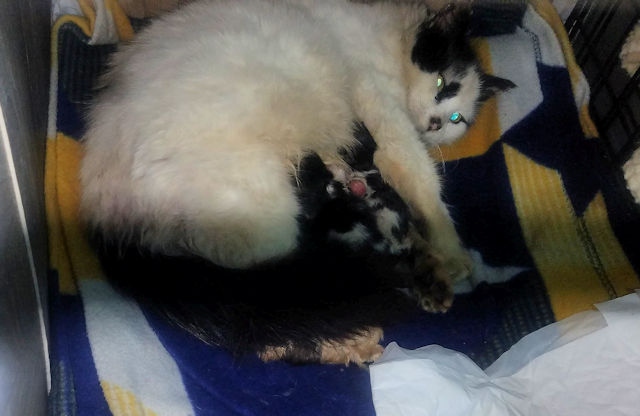 This stray cat gave birth to five kittens in a rabbit hutch