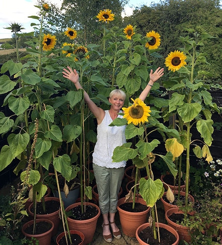 Joanne Timperley with her sunflowers