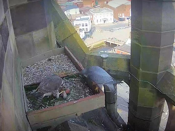 The nesting peregrine falcons with their first egg of 2020