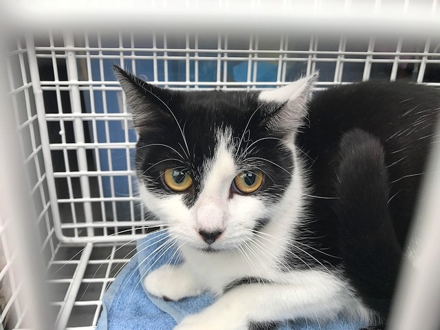 One of the cats found abandoned in a cat carrier in Rochdale