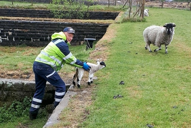 Andrew George lifted the lamb to safety and reunited it with its mother