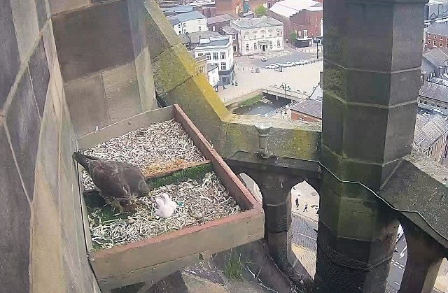 The peregrine falcon chicks have both hatched