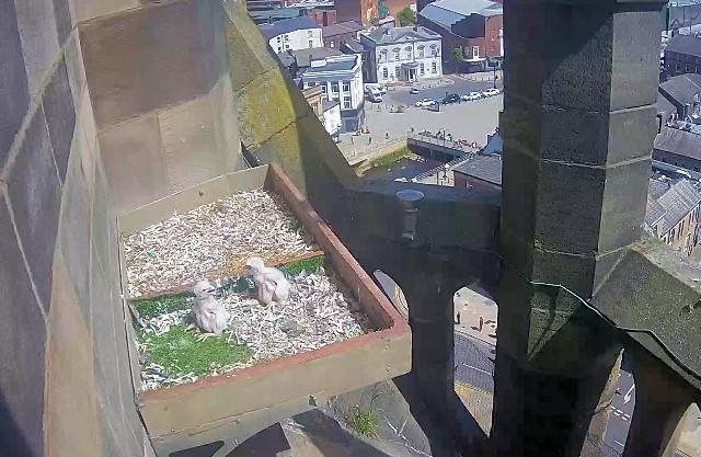 The two falcon chicks enjoying life at Rochdale Town Hall