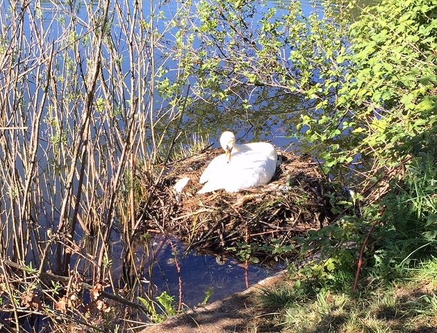 The swan's nest before being vandalised