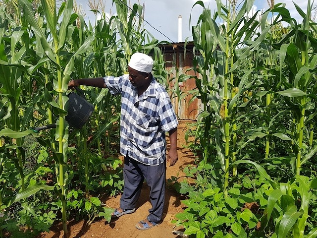 Robert Nthiga from Nthiere watering his maize farm
