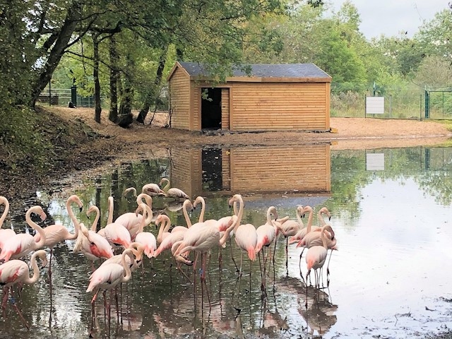 There are more than 30 flamingos living at the college in Middleton