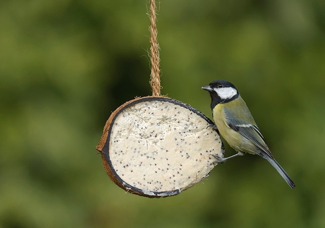 Great tit on a coconut treat feeder