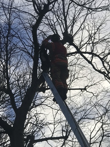 Firefighters used a 10 metre ladder which just reached the man and he was able to make his way down to safety - the cat fell from the branch he was on, landed on one below and was then able to jump down to safety