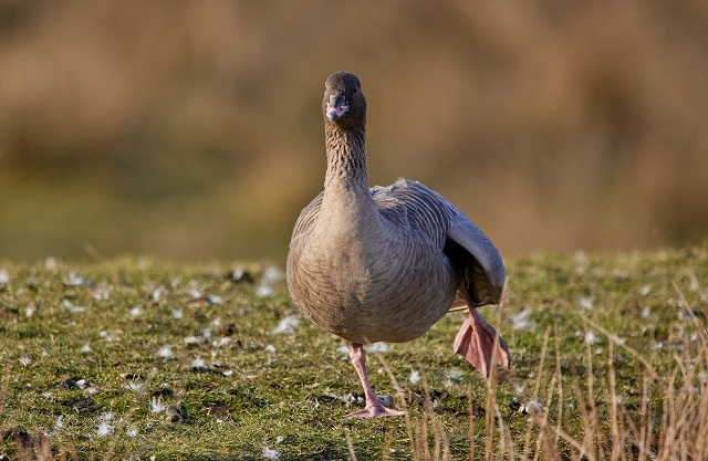 The pink-footed goose