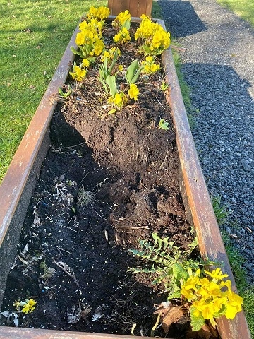 Spotland Walking Trail planters - stolen primroses