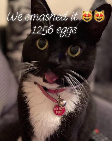 Splatter entitled 'We smashed it;  1,256 eggs and two heart-eye-cat emojis