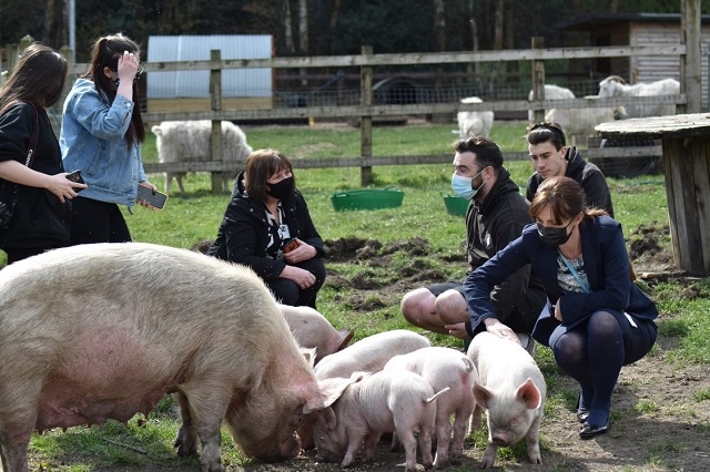 Pauline meets the pigs