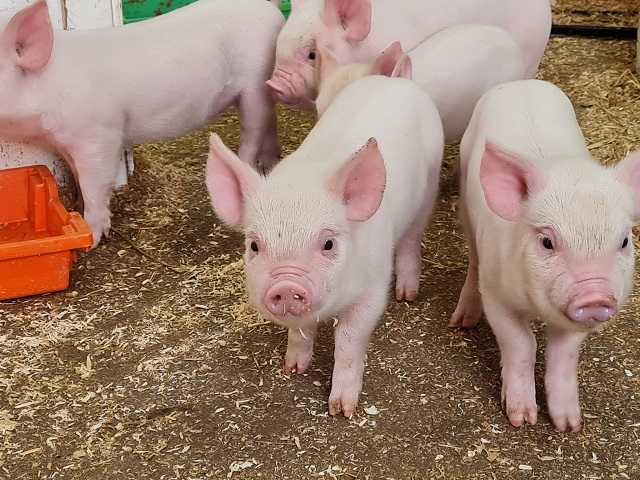 The piglets of Hopwood Hall College