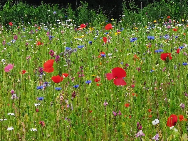 Beautiful wildflowers at Caldershaw Meadow