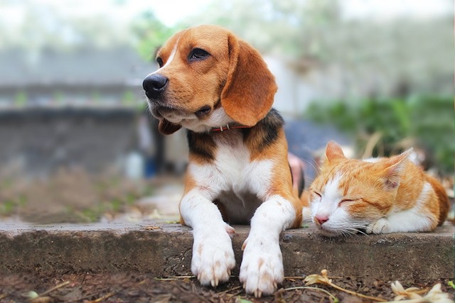 Puppy and kitten prices have increased since the start of the pandemic