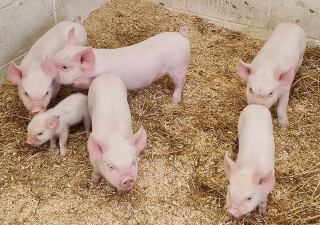 Middlewhite piglets at Hopwood Hall College