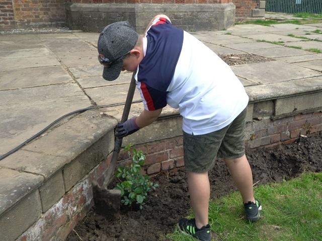 Luke Pollock helps plant a rose