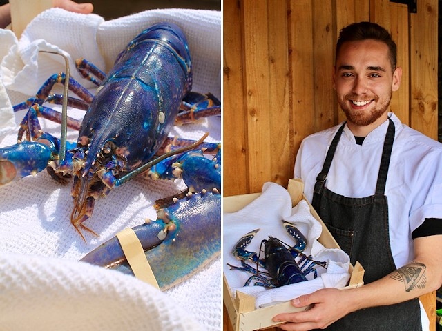 Head Chef Austin Hopley with the 'one-in-two-million' blue lobster