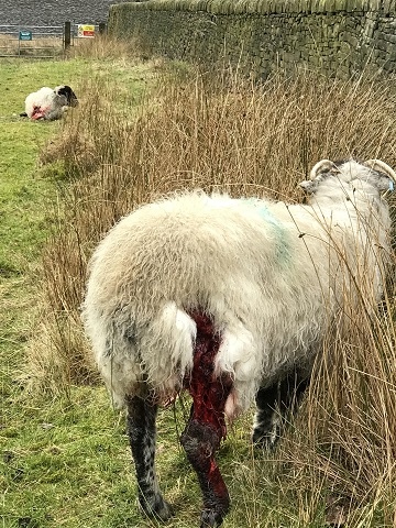 The ewes were left near Greenbooth Reservoir with fatal wounds