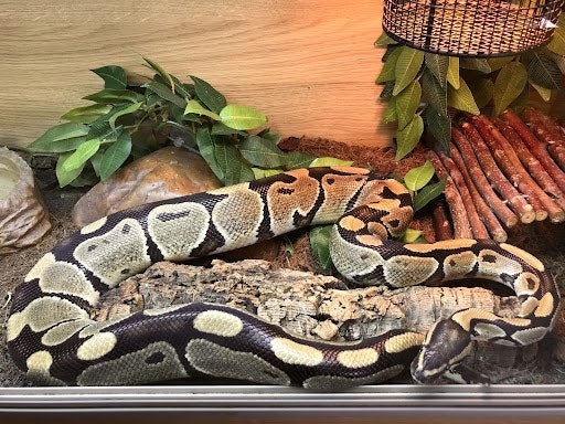 The royal python and six corn snakes were sheltering in a front room and an upstairs bedroom at the property on Railway Street
