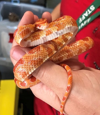 The four adult corn snakes, two baby corn snakes and a python have been taken to a specialist reptile rescue