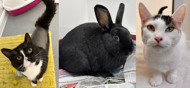 These pets are looking for their forever homes (L-R: Cola, Mary Hoppins, Robin)