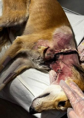 Peaches was left with a 20cm bite wound on ​​​​​​​her neck which was operated on over 2.5 hours