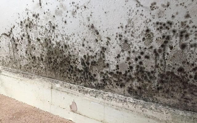 1,800 RBH properties are affected by mould and damp