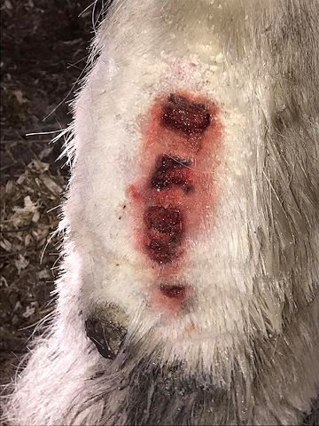 Samson also sustained an injury to his fetlock