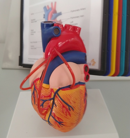 A heart bypass model