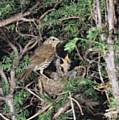 Song thrush on nest, get to know common birds in time time for the Great Garden Bird Watch