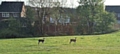 Deer on Heritage Green, the field at the junction of Caldershaw Road and Cut Lane, Norden