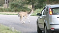 Deer collisions peak as many of the animals cross roads seeking new territories