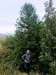 Nigel, City of Trees Field Surveyor with Littleborough's giant sequoia 