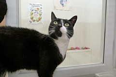 Laila, one of the rescue cats at RSPCA Rochdale & District