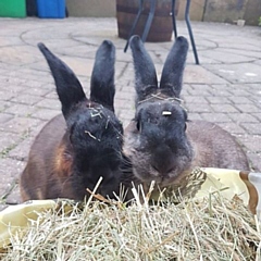 Arthur (left) pictured with his 'bunny wife' Olive