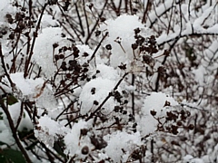 Snow on berries in Festival Park, Whitworth